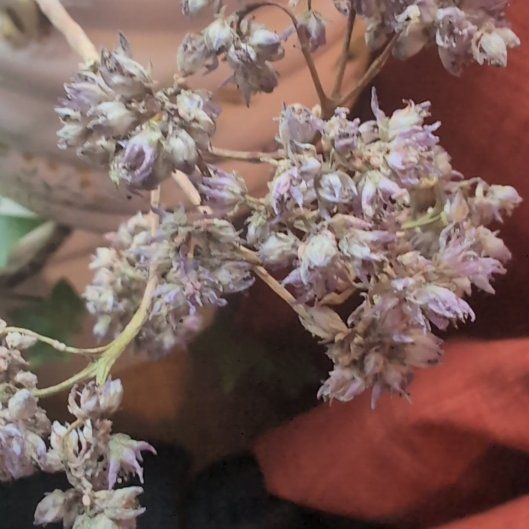 Photo of the plant species sedum by @ExactTejocote81 named Emerson on Greg, the plant care app