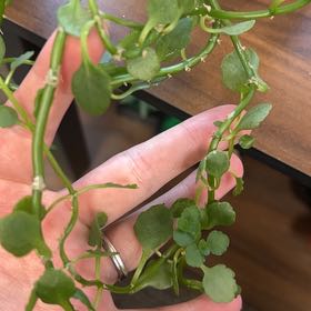 Photo of the plant species American Golden Saxifrage by @AppetentLlavea0 named Orlando Bloom on Greg, the plant care app