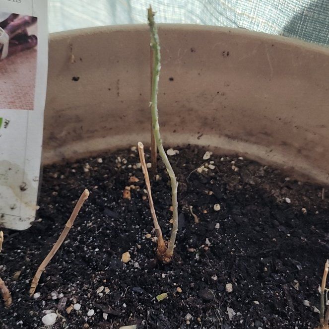 Photo of the plant species Purple Passion Asparagus by @LeadChosmo14 named Gomez on Greg, the plant care app
