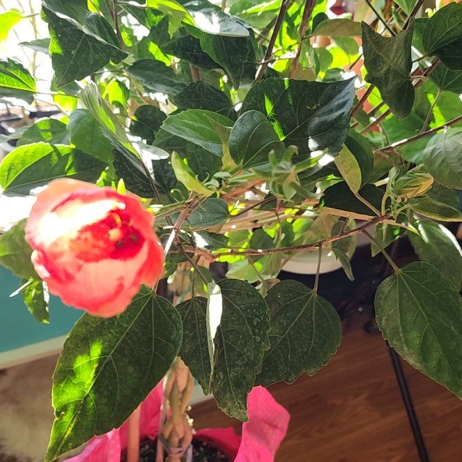 Photo of the plant species Tropical Breeze Hibiscus by @LeadChosmo14 named Shashi on Greg, the plant care app