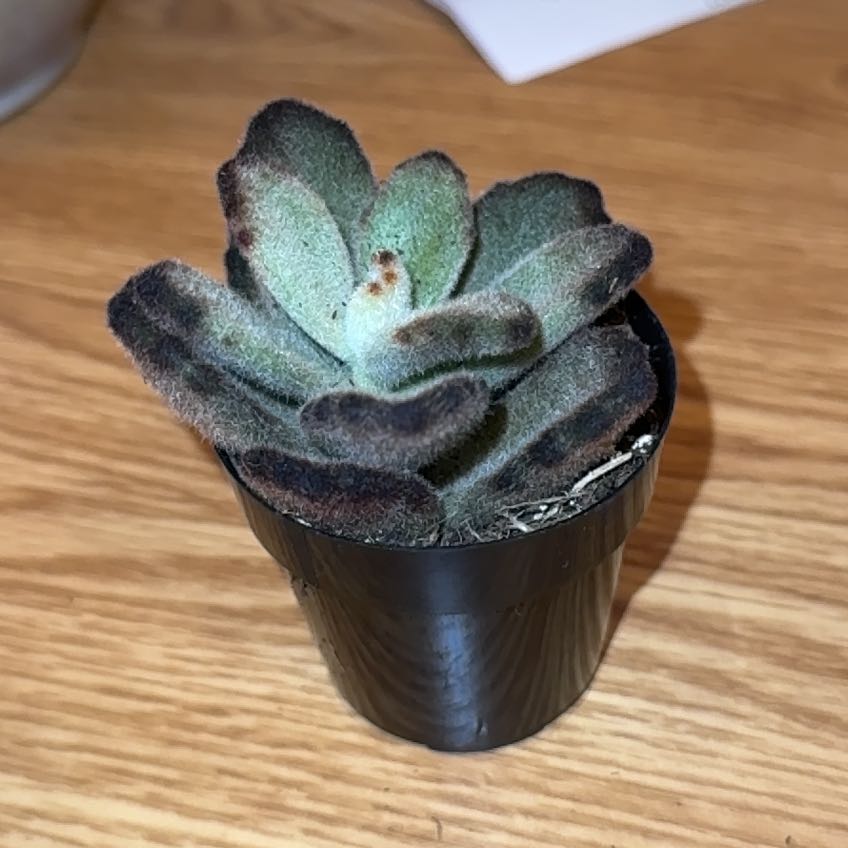 Photo of the plant species Teddy Bear Panda Plant by @MotherOfSucs named Teddy on Greg, the plant care app