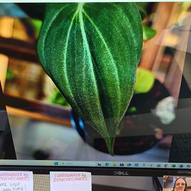 Photo of the plant species Philodendon Gloriosum by @YiftQuincula84 named Rainier on Greg, the plant care app
