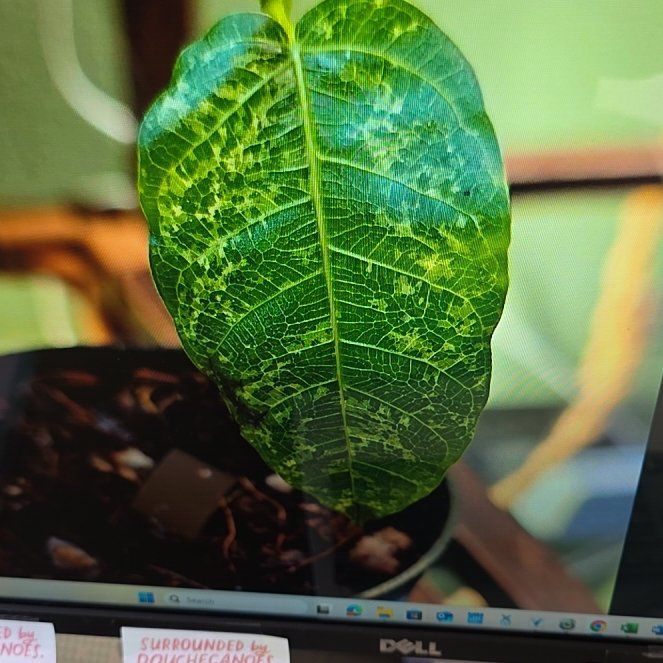 Photo of the plant species Variegated Clown Fig by @YiftQuincula84 named Zion on Greg, the plant care app