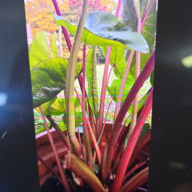 Photo of the plant species Colocasia 'Hawaiian Punch' by @YiftQuincula84 named Oscar on Greg, the plant care app