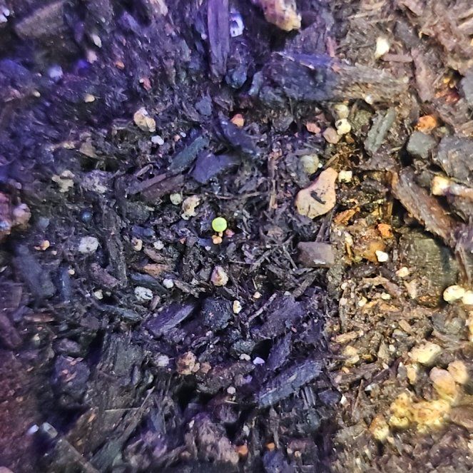 Photo of the plant species Assorted Lithops by @Tashmygosh21 named Captain Plant-it on Greg, the plant care app