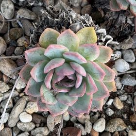 Photo of the plant species Dudleya Greenei by @TotallyOmnom49 named Coco on Greg, the plant care app