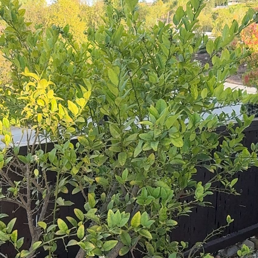 Photo of the plant species Mexican Lime by @TotallyOmnom49 named Foxxy on Greg, the plant care app