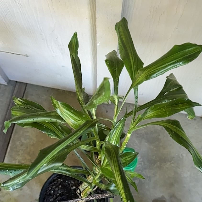 Photo of the plant species Dracaena Cintho by @YesRedwood44 named Bieber on Greg, the plant care app