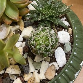 Photo of the plant species Rhinoceros Cactus by @AdonicLemonbalm named Terra on Greg, the plant care app