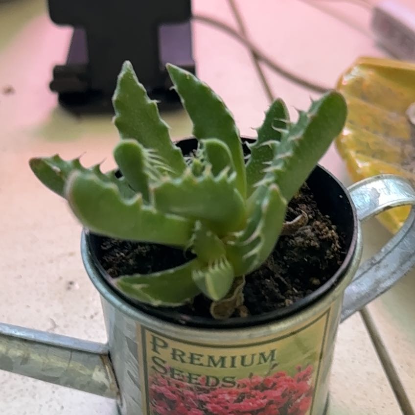 Photo of the plant species Faucaria paucidens by @CivicBlueash92 named Rainier on Greg, the plant care app