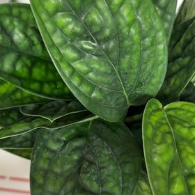 Photo of the plant species Monstera Green Galaxy (sp Peru) by @CivicBlueash92 named Treeyoncé on Greg, the plant care app
