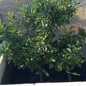 Photo of the plant species Gaillardia 'Sunburst Tangerine' by @DearCactus29 named Daphne on Greg, the plant care app