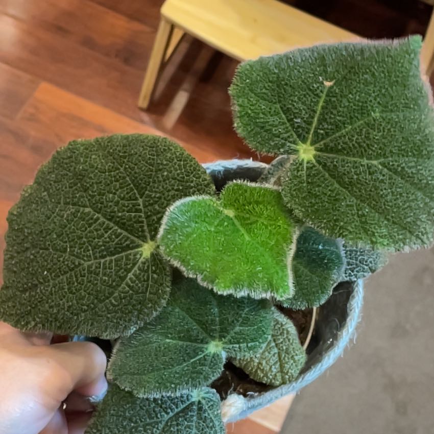 Photo of the plant species Begonia by @DandyKingfern50 named Spike Leaves on Greg, the plant care app