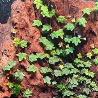 Photo of the plant species Mini Oakleaf Creeping Fig by @RealPinetree61 named Tree Diddy 4 on Greg, the plant care app
