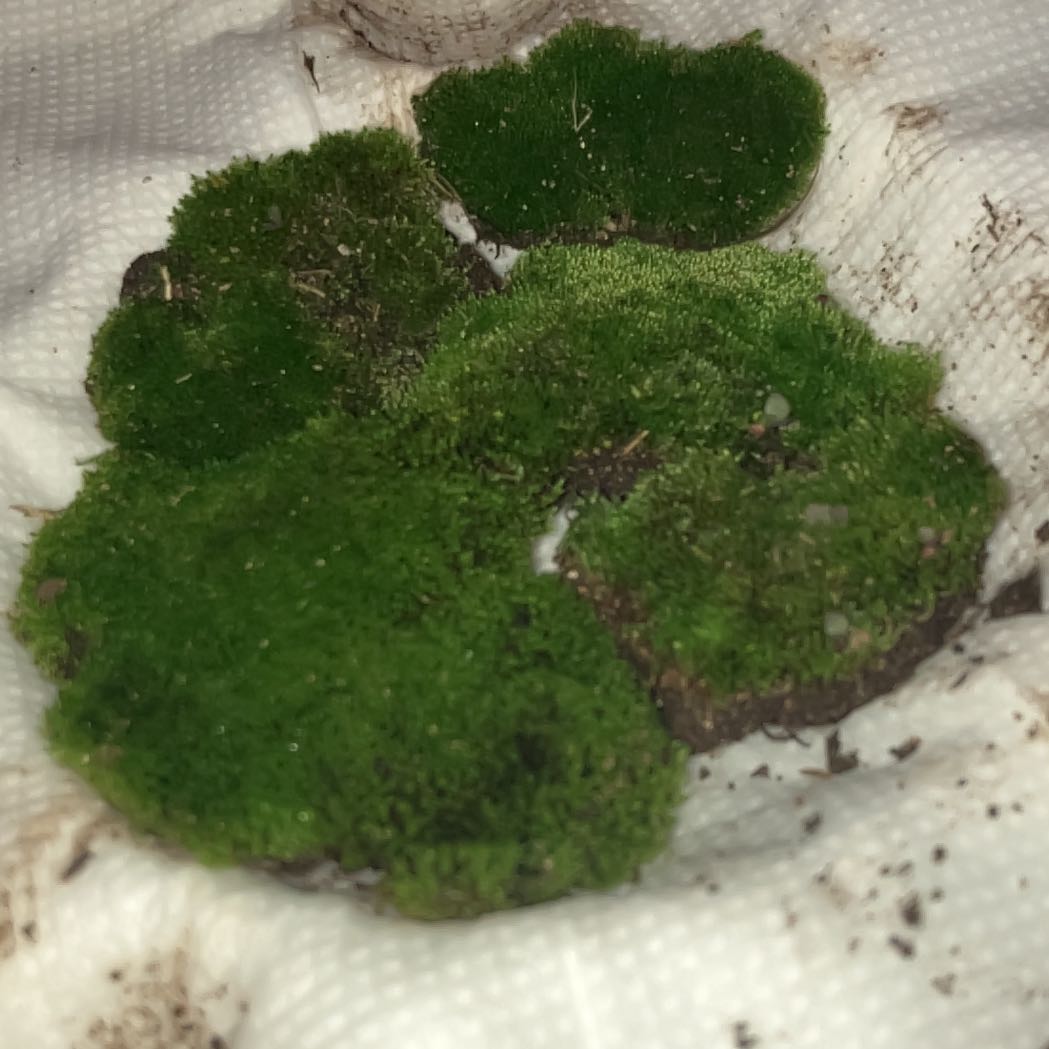 Photo of the plant species Silvergreen Bryum Moss by @RealPinetree61 named Fernie Saunders on Greg, the plant care app