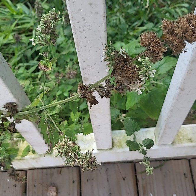 Photo of the plant species Largefruit Amaranth by @QuickPeony58 named Ulysses S Plant on Greg, the plant care app