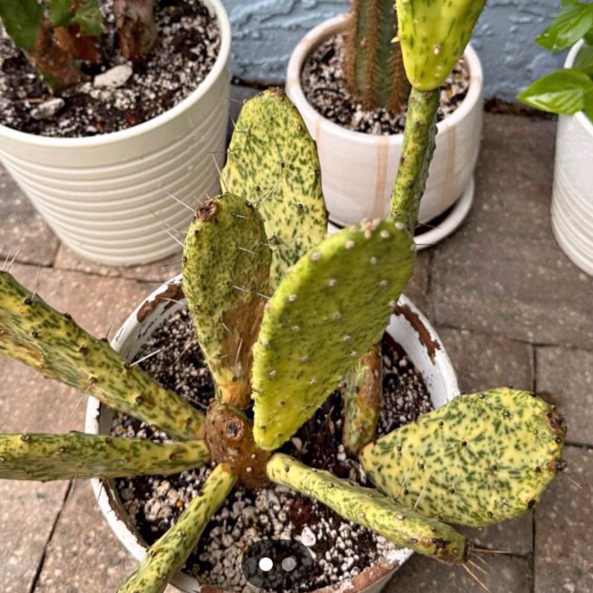 Photo of the plant species Sunburst Opuntia by @WhizPotato84 named Opuntia Cochenillifera Variegata on Greg, the plant care app