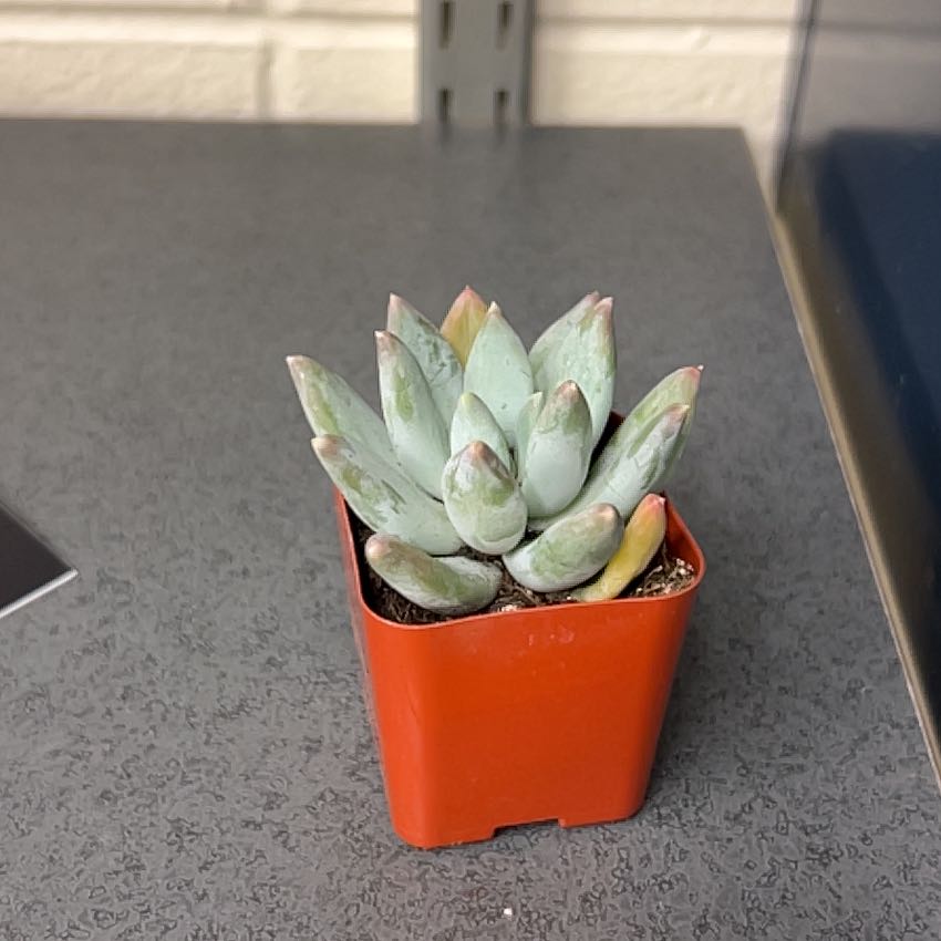 Photo of the plant species Echeveria mebina by @SmileyEndive81 named Shakira on Greg, the plant care app