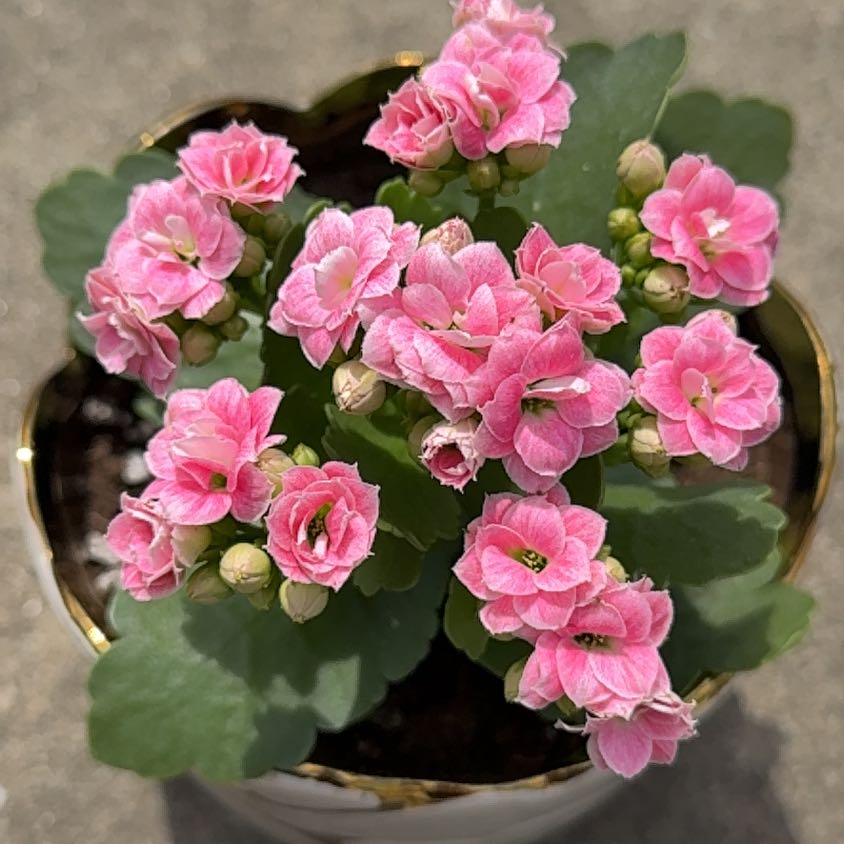 Photo of the plant species Calandiva by @lightinhereyes named Luna on Greg, the plant care app