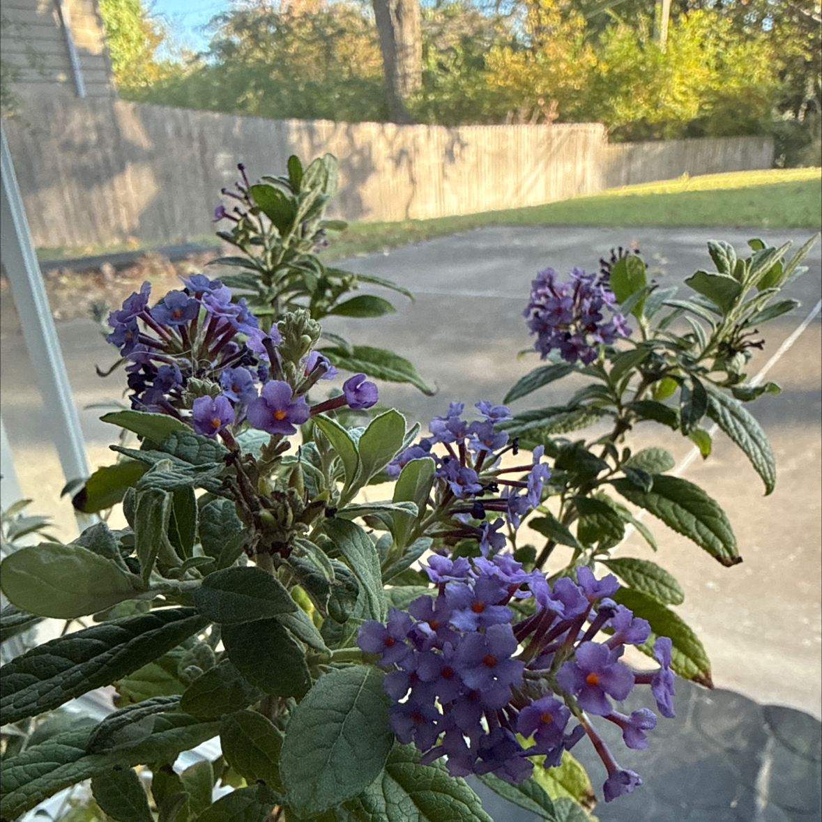 Photo of the plant species Bloomables® Dapper® Lavender Butterfly Bush by @lightinhereyes named Delilah on Greg, the plant care app
