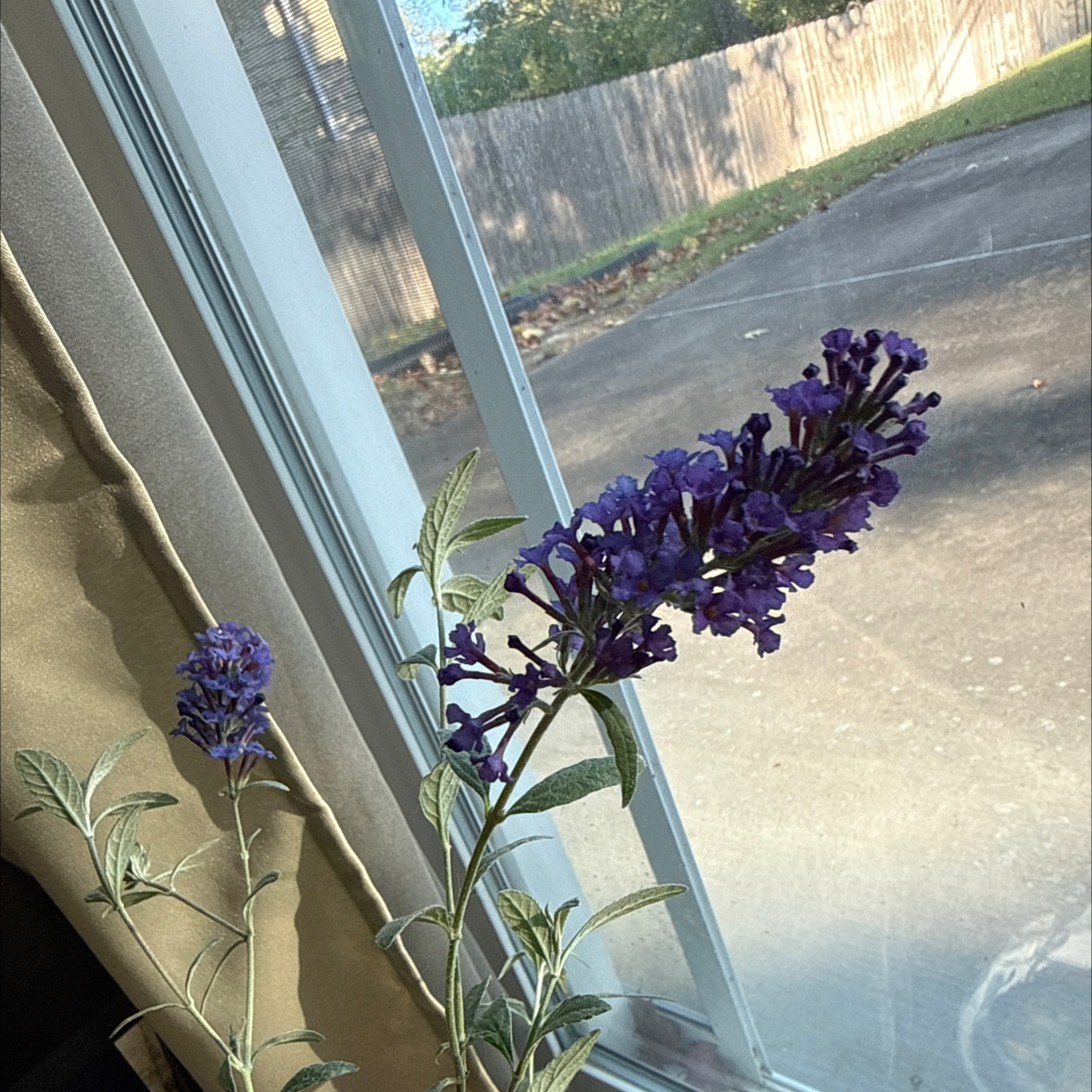 Photo of the plant species Psychedelic Sky Butterfly Bush by @lightinhereyes named Dolores on Greg, the plant care app