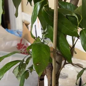 Photo of the plant species Lychee by @KeenAmethius90 named Duke on Greg, the plant care app