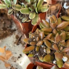 Photo of the plant species Creeping Coprosma by @NewRedhill90 named Gaga on Greg, the plant care app