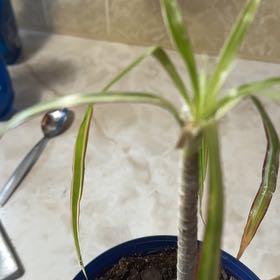 Captain Plant-it