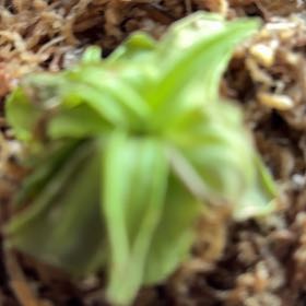 Photo of the plant species Small Butterwort by @ValiantGreen named Prince on Greg, the plant care app
