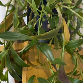 Photo of the plant species Purple Cordyline by @BossWaiuatua64 named Patch on Greg, the plant care app