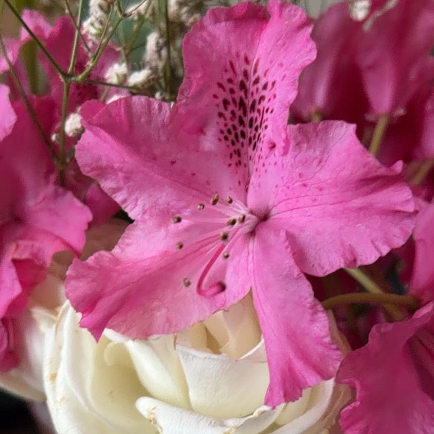 Photo of the plant species Catawba Rhododendron by @LeadLettuce66 named Lola on Greg, the plant care app