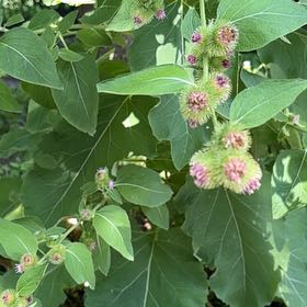 Photo of the plant species Arctium Minus by @AceMum54 named Delilah on Greg, the plant care app