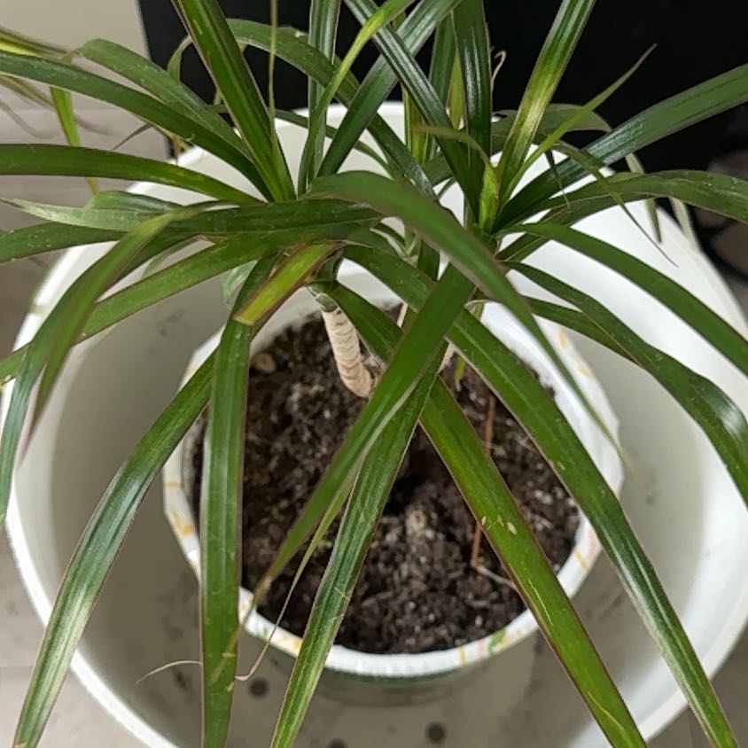 Photo of the plant species marginata cane by @SkilledKohekohe named Gomez on Greg, the plant care app