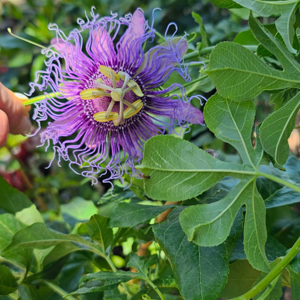 Photo of the plant species Maypop by @GutsyOlneya61 named Beckham on Greg, the plant care app