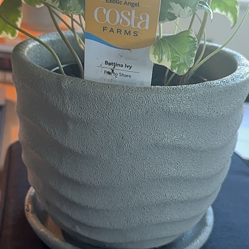 Photo of the plant species Varigated English Ivy by @FineGuasca64 named Ronaldo on Greg, the plant care app