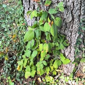 Photo of the plant species Poison Ivy by @CivicRedhill29 named Morgan Treeman on Greg, the plant care app