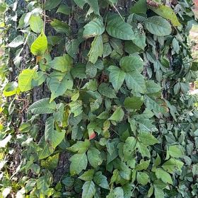 Photo of the plant species Poison Ivy by @CivicRedhill29 named Bodhi on Greg, the plant care app