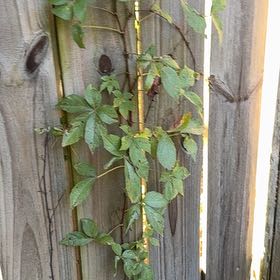 Photo of the plant species Virginia Creeper by @CivicRedhill29 named Curie on Greg, the plant care app