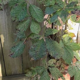 Photo of the plant species Virginia Creeper by @CivicRedhill29 named Fernie Saunders on Greg, the plant care app