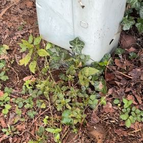 Photo of the plant species Largefruit Amaranth by @CivicRedhill29 named Delilah on Greg, the plant care app
