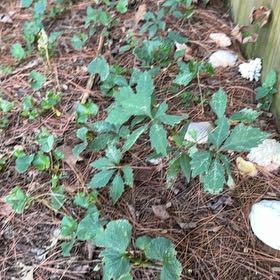 Photo of the plant species Virginia Creeper by @CivicRedhill29 named Girlfrond on Greg, the plant care app