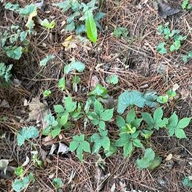 Photo of the plant species Broad-Leaved Starflower by @CivicRedhill29 named Drake on Greg, the plant care app