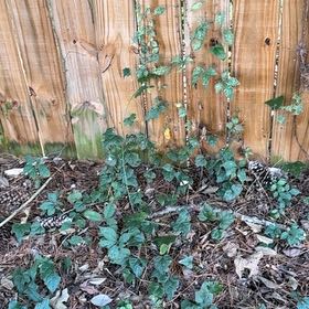 Photo of the plant species Virginia Creeper by @CivicRedhill29 named Diana on Greg, the plant care app