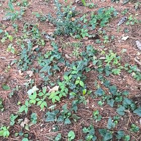 Photo of the plant species Virginia Creeper by @CivicRedhill29 named Rosa on Greg, the plant care app