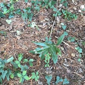 Photo of the plant species Virginia Knotweed by @CivicRedhill29 named Luna on Greg, the plant care app