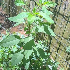 Photo of the plant species American Pokeweed by @CivicRedhill29 named Sir Plancelot on Greg, the plant care app