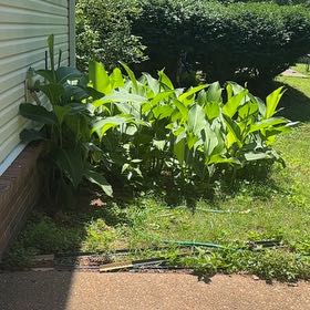 Photo of the plant species Angular Solomon's Seal by @CivicRedhill29 named Leonardo on Greg, the plant care app