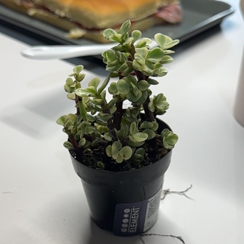 Photo of the plant species flowering suculent by @WizardMahoe1 named Aria on Greg, the plant care app