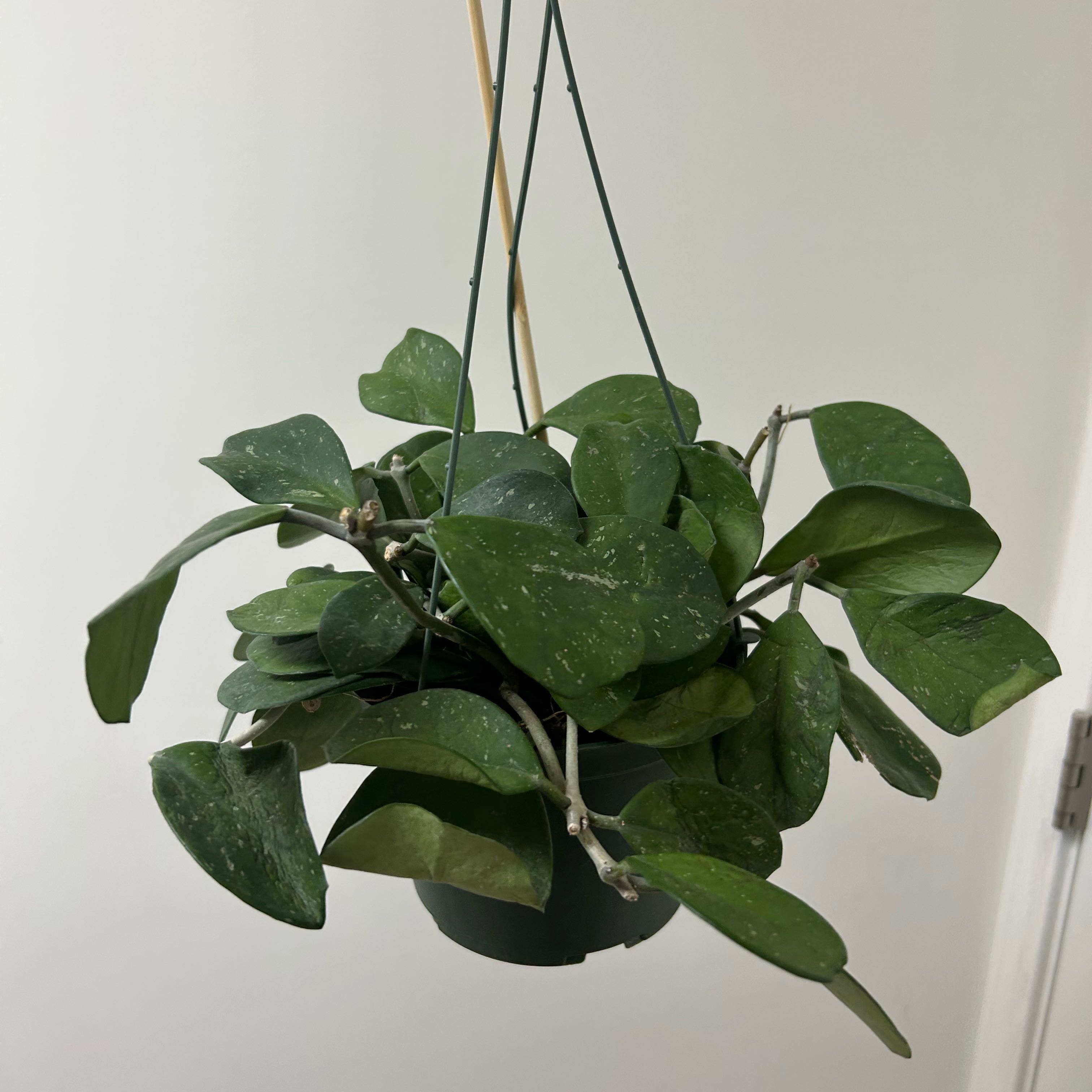 Photo of the plant species Splash Hoya Obovata by @BackupAlmond named Cleopatra on Greg, the plant care app