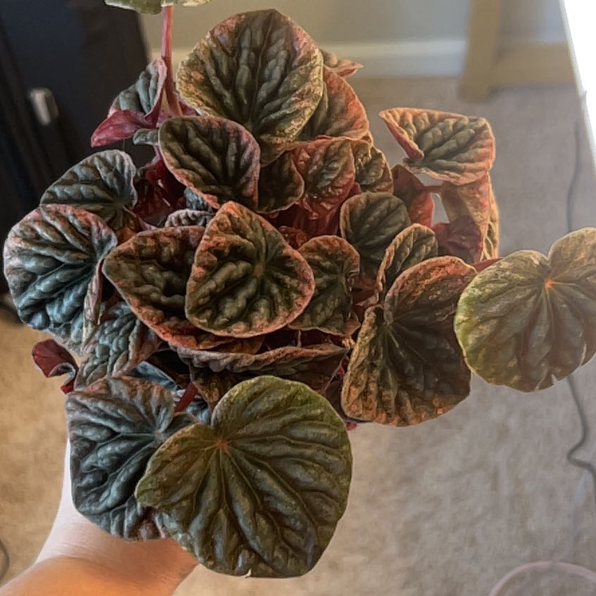 Photo of the plant species Peperomia Abricos by @BackupAlmond named Diana on Greg, the plant care app